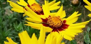 Coreopsis_sunkiss_fleur