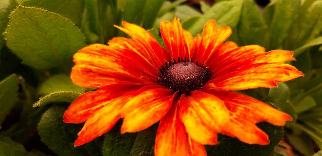 Echibeckia_summerina_fleur