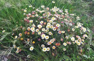 Erigeron_karvinskianus