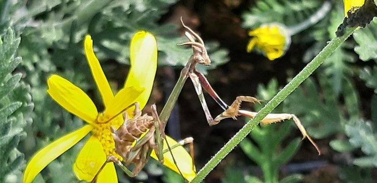 Euryops_insecte