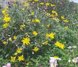 Euryops_pectinatus_massif