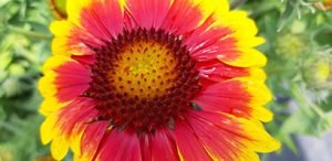 Gaillardia_arizona_sun