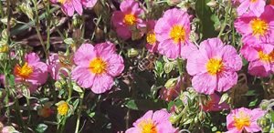 Helianthemum_Lawrenson's_pink_fleurs