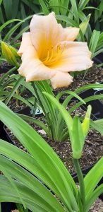Hemerocallis_Barbara_Mitchell