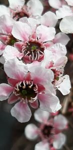 Leptospermum_scoparium
