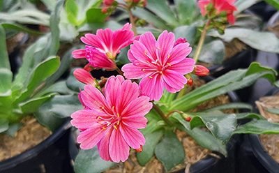 Lewisia_4