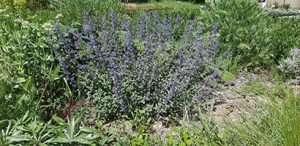 Nepeta_faassenii_Six_Hills_Giant