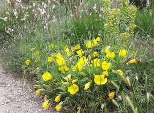 Oenothera_missouriensis