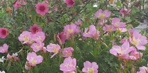 Oenothera_speciosa_anisodontea_el_rayo