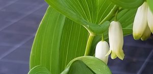 Polygonatum_multiflorum_fleur