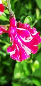 Salvia_cassandra_fleur_zoom