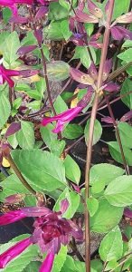 Salvia_love_and_wishes_fleur