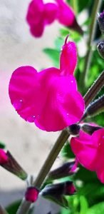 Salvia_pink_blush_fleur