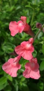 Salvia_ribambelle_fleurs