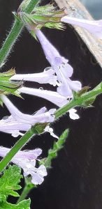 Salvia_scabra_floraison