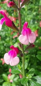 Salvia_shell_dancer_fleurs