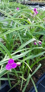 Tradescantia_x_andersoniana