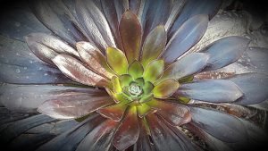 Aeonium_arboreum_atropurpurea