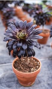 Aeonium_arboreum_schwarzkopf