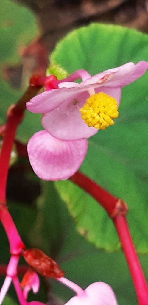 Begonia_evansiana_grandis
