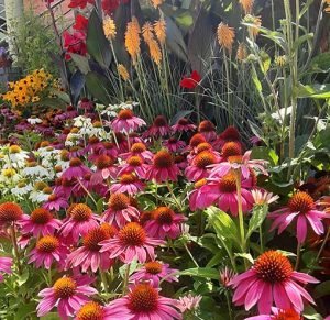 Echinacea_purpurea