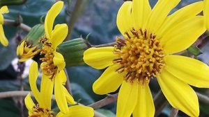 Farfugium_japonicum_fleurs