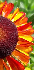 Helenium_short_n_sassy