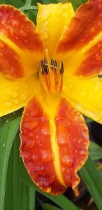 Hemerocallis_Frans_Hals