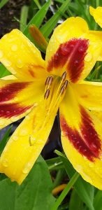 Hemerocallis_Mikado