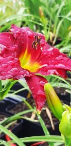 Hemerocallis_Ruby_Stella