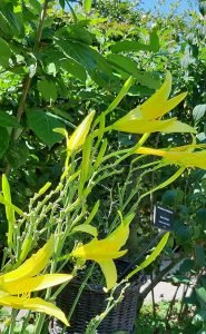 Hemerocallis_citrina_fleur