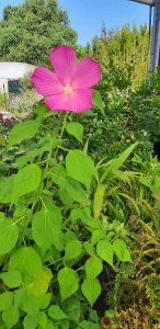 Hibiscus_palustris