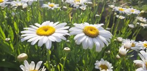 Leucanthemum_maximum_snow_lady