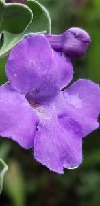 Leucophyllum_langmanae_fleur