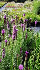 Liatris_spicata