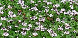 Tapis de Lippia nodiflora en fleurs, alternative au gazon dans le Sud