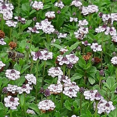 Tapis de Lippia nodiflora en fleurs, une alternative au gazon