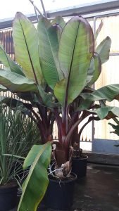 Musa_ventricosum_maurellii_gros_sujet