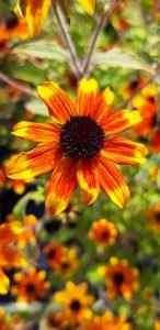 Rudbeckia_triloba_prairie_glow