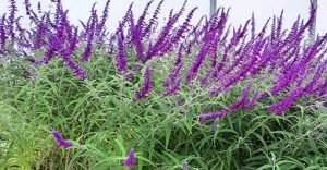 Salvia_leucantha_purple_velvet_serre
