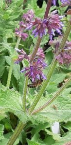 Salvia_verticiliata