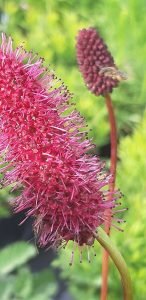 Sanguisorba_menziesii_fleur