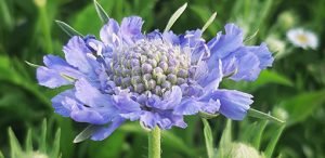 Scabiosa_caucasica_blue_fleur