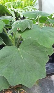 Senecio_petasites
