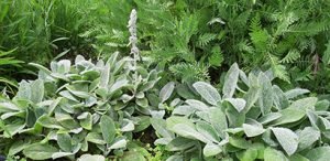 Stachys_byzantina
