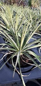 Yucca_filamentosa_color_guard