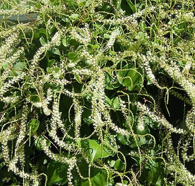 Boussaingaultia_cordifolia