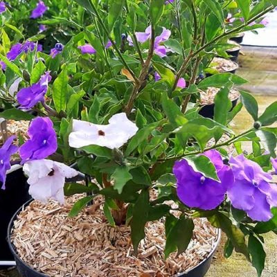 Brunfelsia_pauciflora