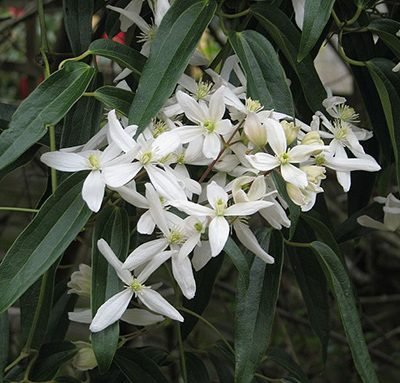 Clematis_armandii_fleurs