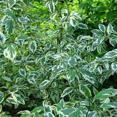 Cornus_alba_argenteo-marginata